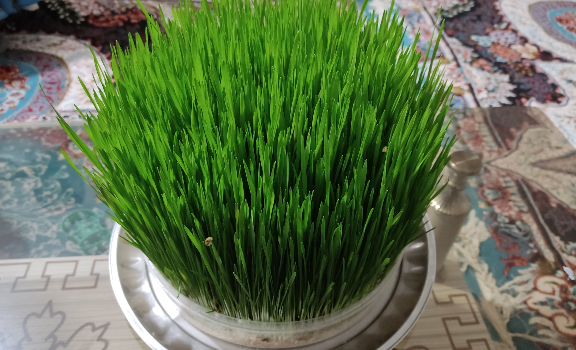 WildBits Network ALT