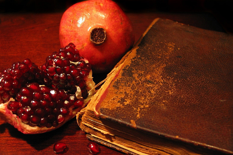 WildBits Network ALT